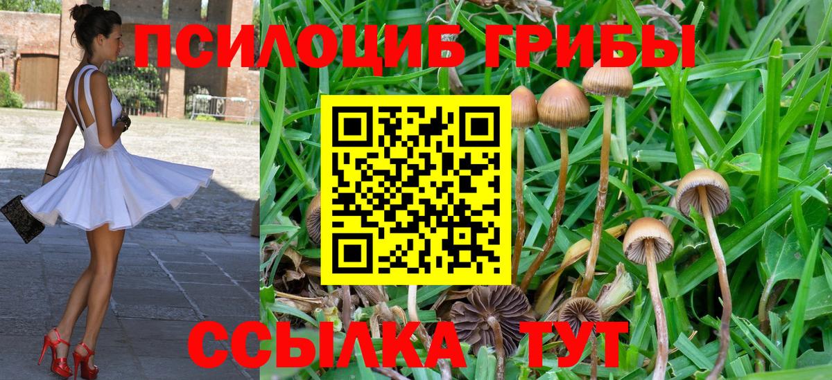 Псилоцибиновые грибы Psilocybe Балтийск